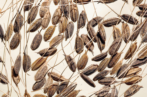 Image shows grains of rice still in their hulls.